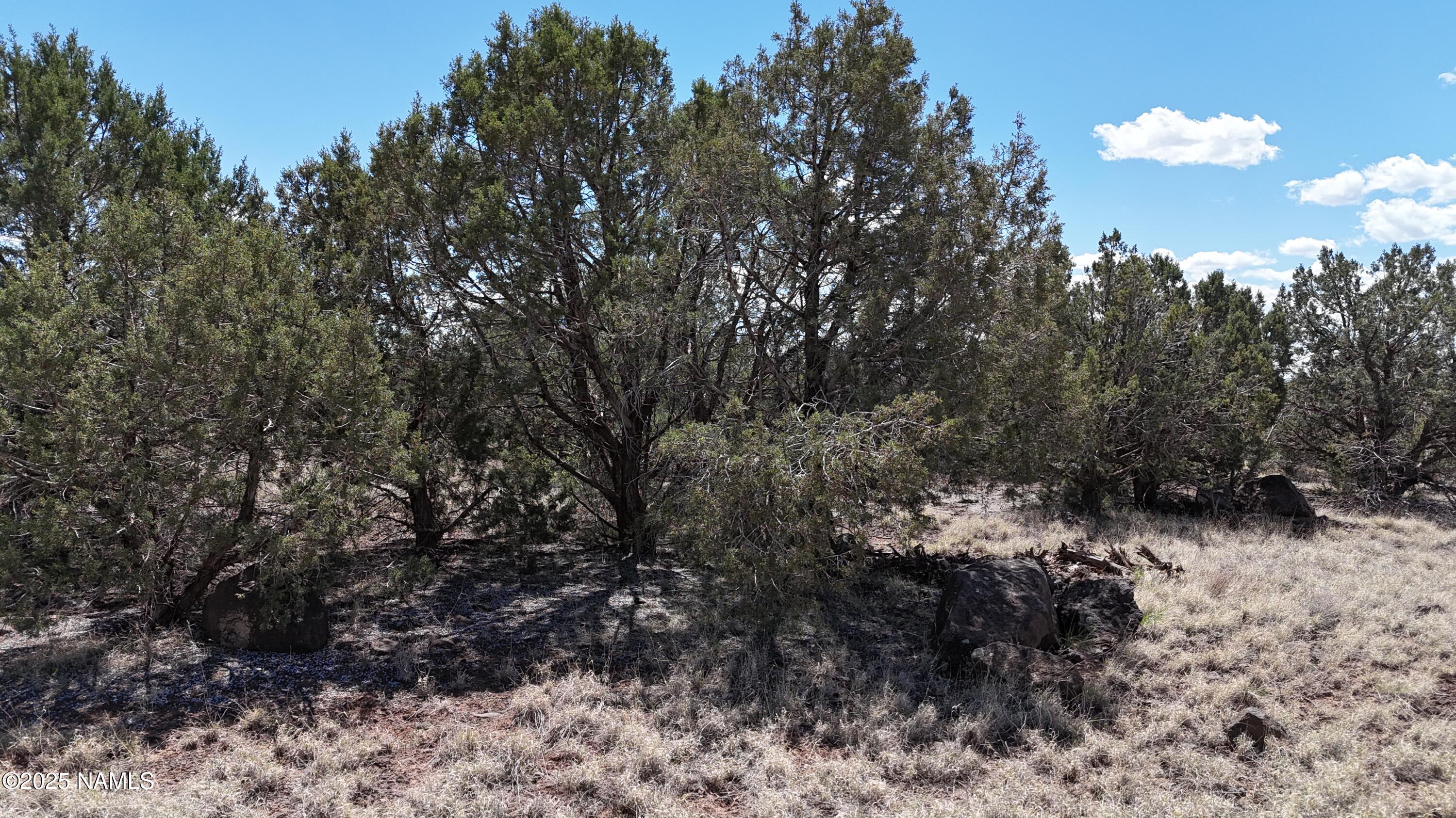 3288-3236 Cumberland Road Ash Fork, AZ 86320 - Photo 13 of 18 a view of a yard with a tree