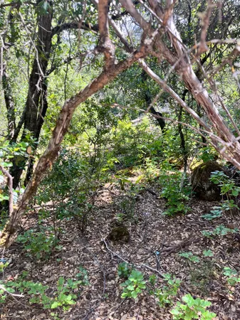 a plant view in yard