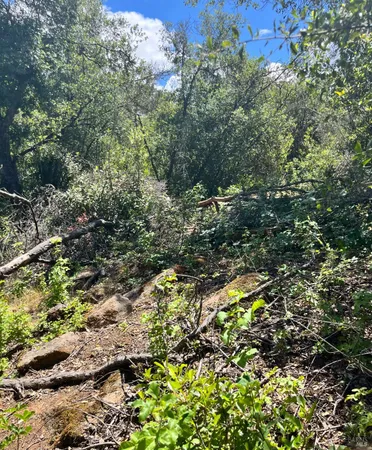 a view of a tree with a yard
