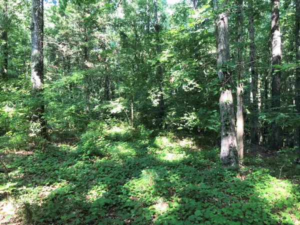 a view of a lush green forest