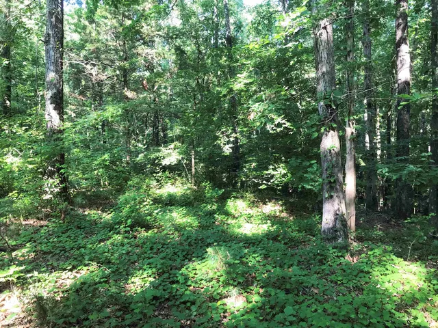 a view of a lush green forest