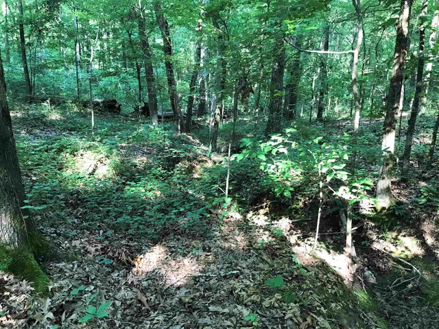 a view of a lush green forest