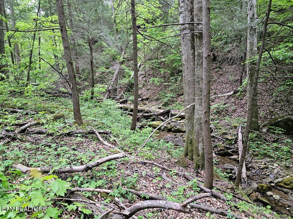 35309 Highland Rdg Trail Crawford, TN 38554 - Photo 11 of 16 218793_12