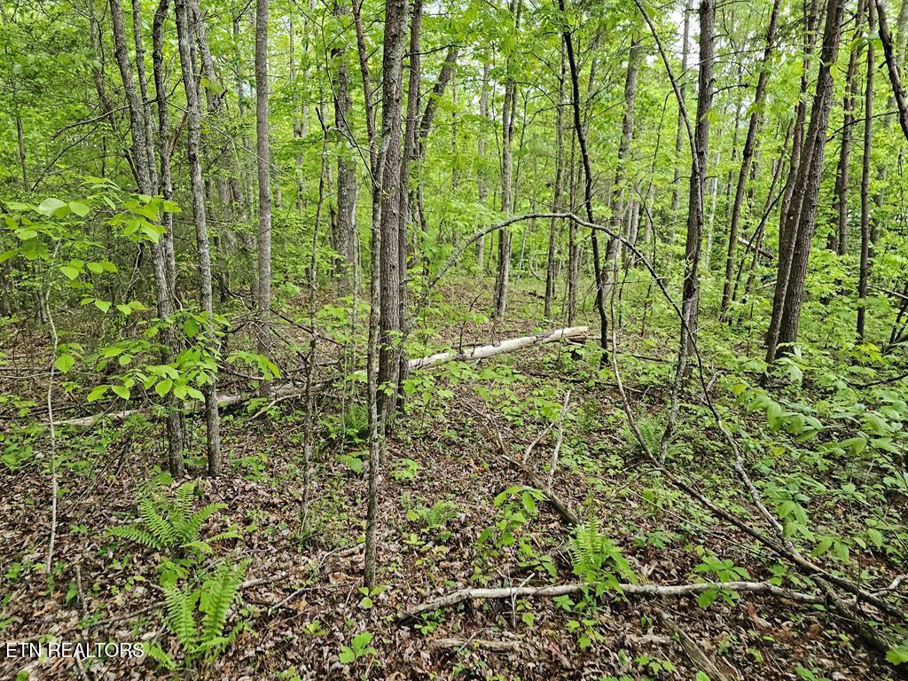 35309 Highland Rdg Trail Crawford, TN 38554 - Photo 8 of 16 218793_8