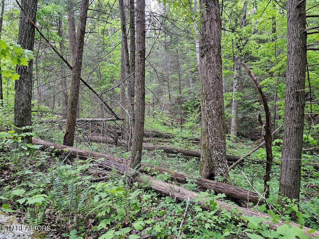 35309 Highland Rdg Trail Crawford, TN 38554 - Photo 10 of 16 218793_11