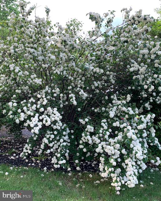 39 Philadelphia Avenue Reading, PA 19607 - Photo 19 of 32 "Snowball bush" beautiful in May