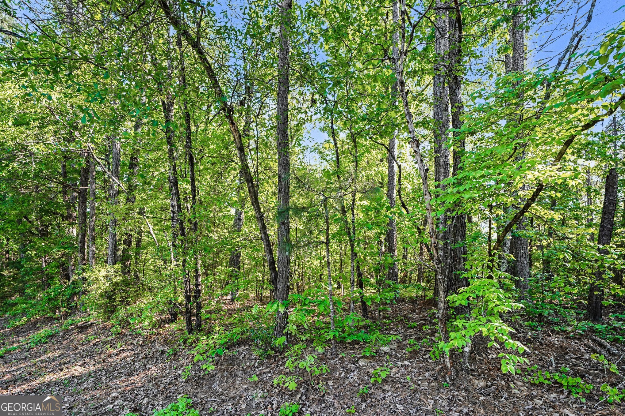 0 Ham Road Jackson, GA 30233 - Photo 3 of 20 a view of a lush green forest