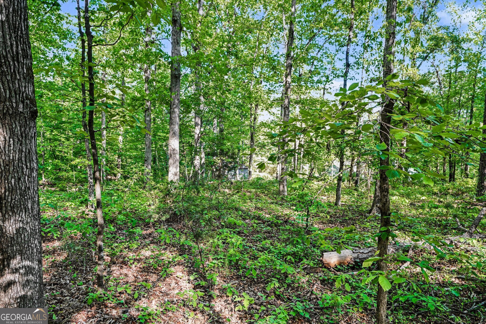 0 Ham Road Jackson, GA 30233 - Photo 5 of 20 a view of a lush green forest