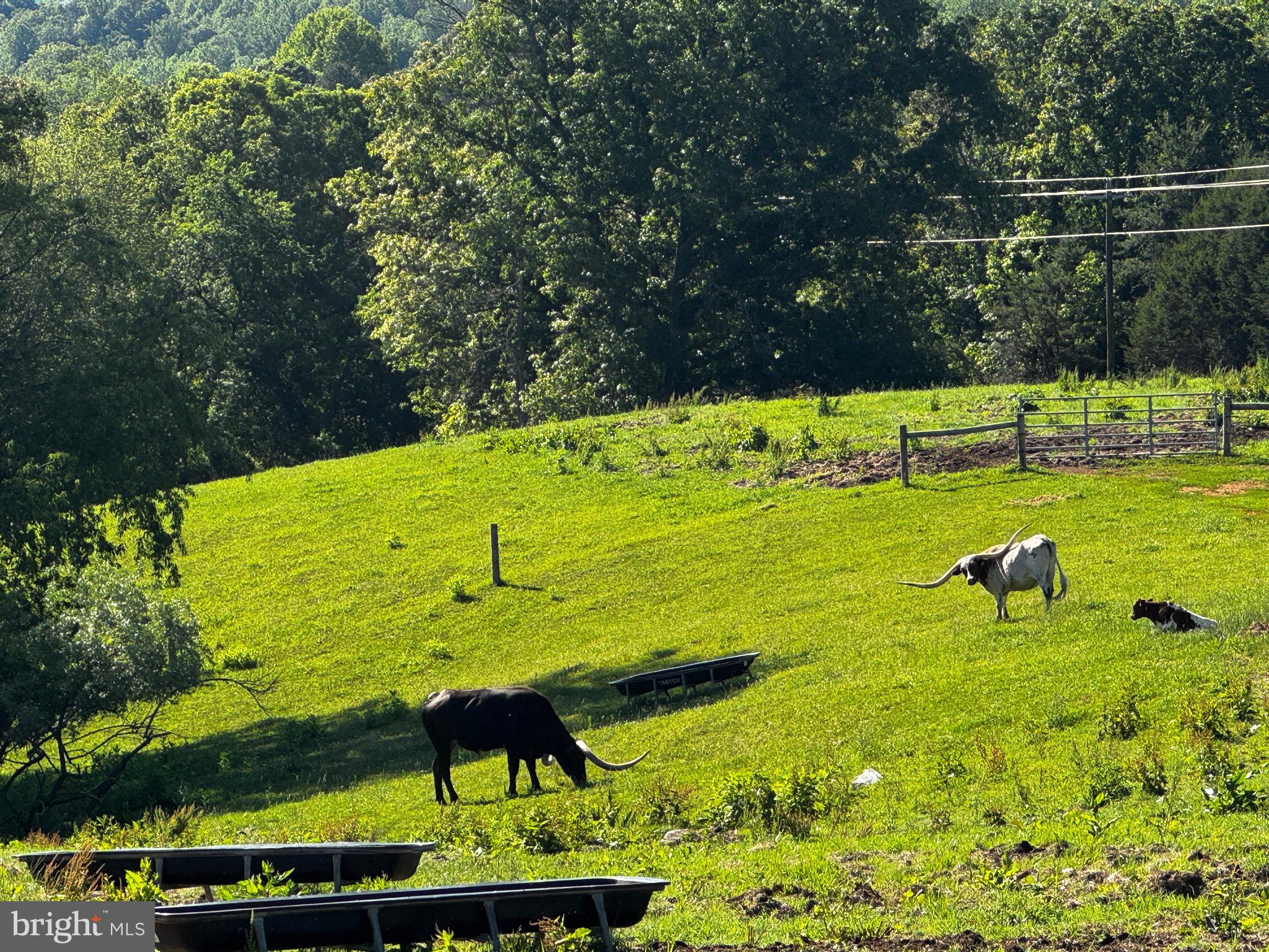 59 Harry Settle Road Castleton, VA 22716 - Photo 9 of 10