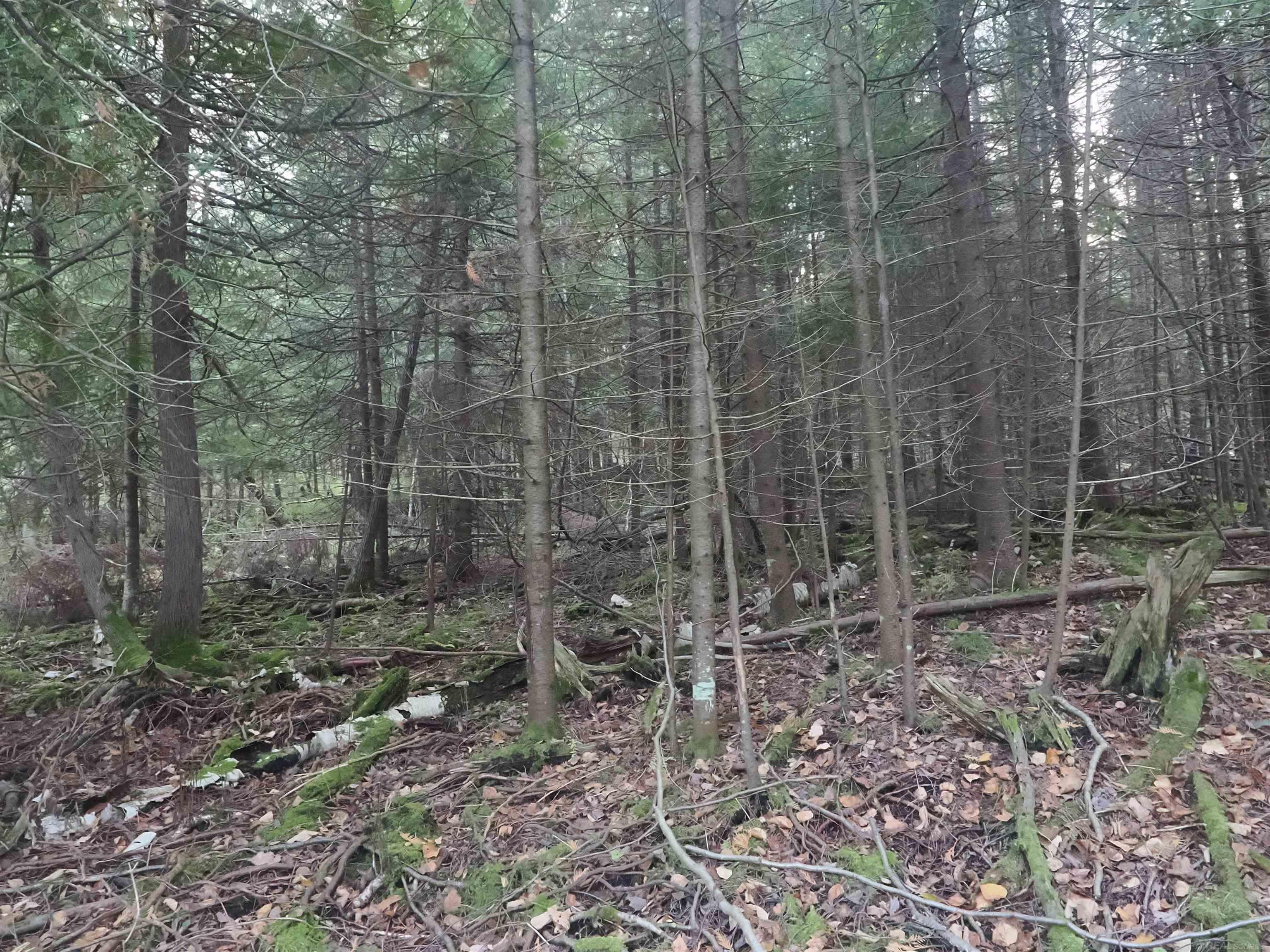 Xxx Tolan Road Spruce, MI 48762 - Photo 51 of 79