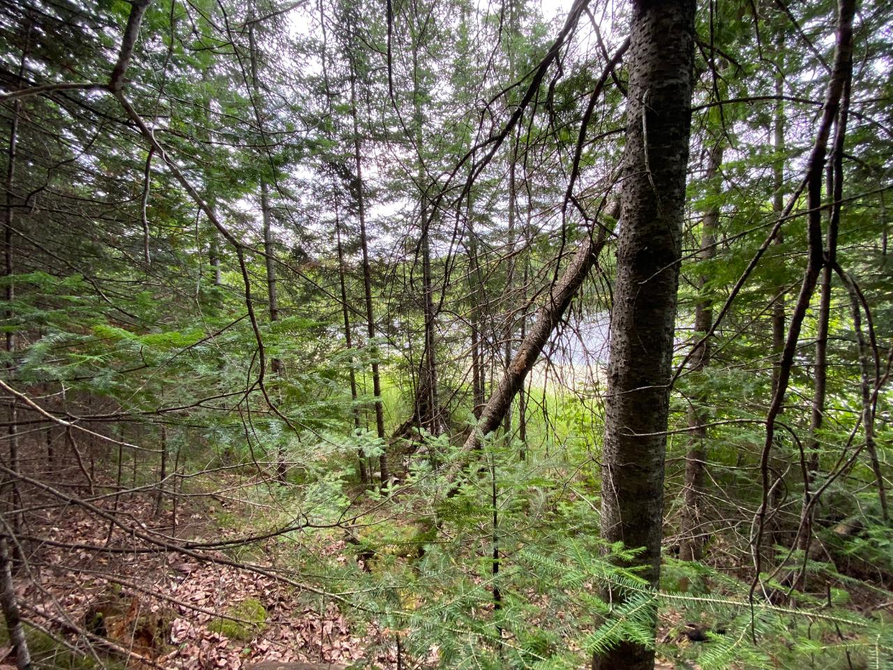 Lot 13 State Line Lake Road East Marenisco, MI 49947 - Photo 7 of 21 Gallery Image 7