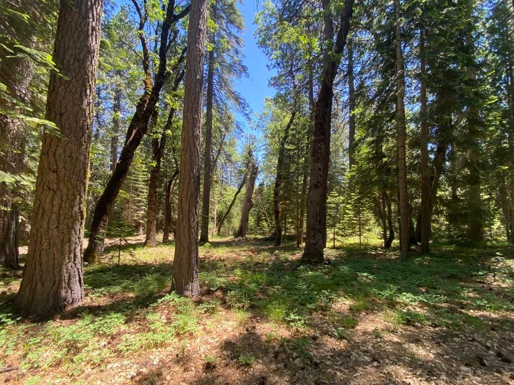 3-e-29 Red Fir Road McCloud, CA 96057 - Photo 14 of 22 Gallery Image 14