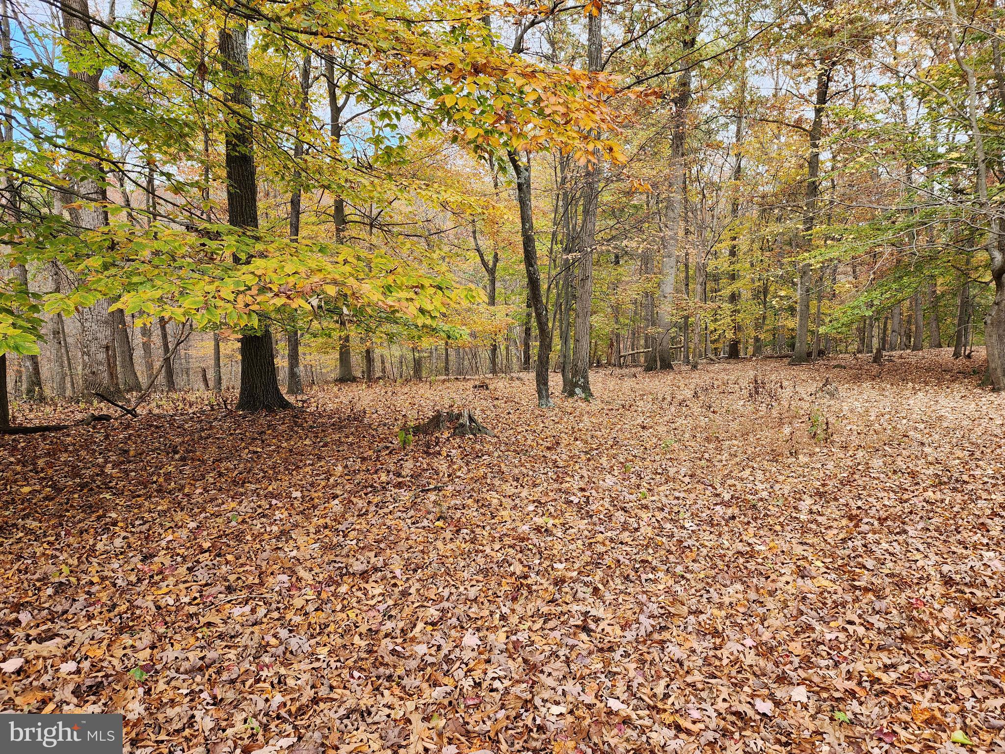14816 Falling Waters Road Williamsport, MD 21795 - Photo 85 of 129 Beautiful Serene Woods