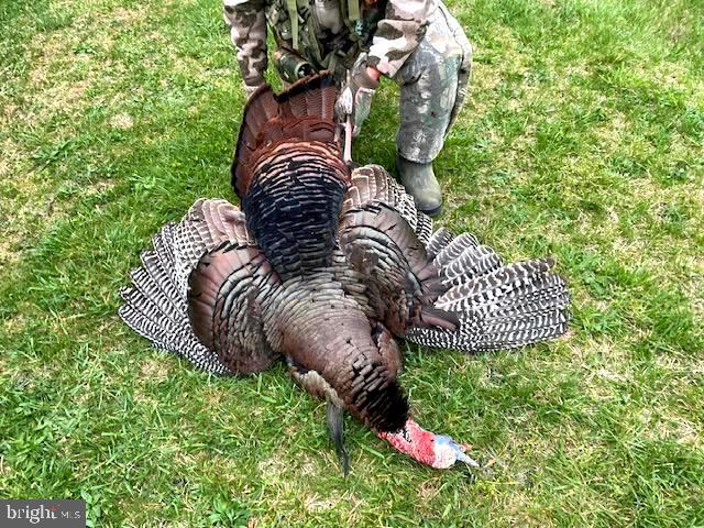 14816 Falling Waters Road Williamsport, MD 21795 - Photo 90 of 129 Prized Turkey