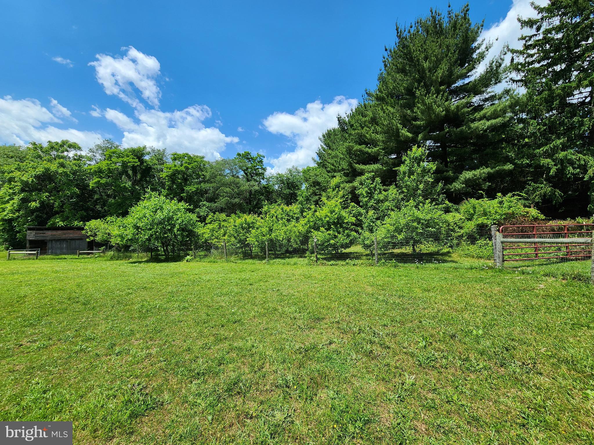 14816 Falling Waters Road Williamsport, MD 21795 - Photo 98 of 129 Fruit Trees / Small Orchard