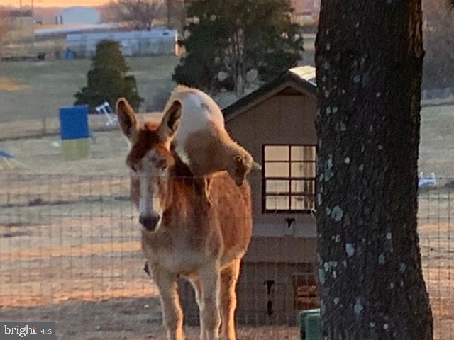 14816 Falling Waters Road Williamsport, MD 21795 - Photo 99 of 129 Burro & Friendly Goat