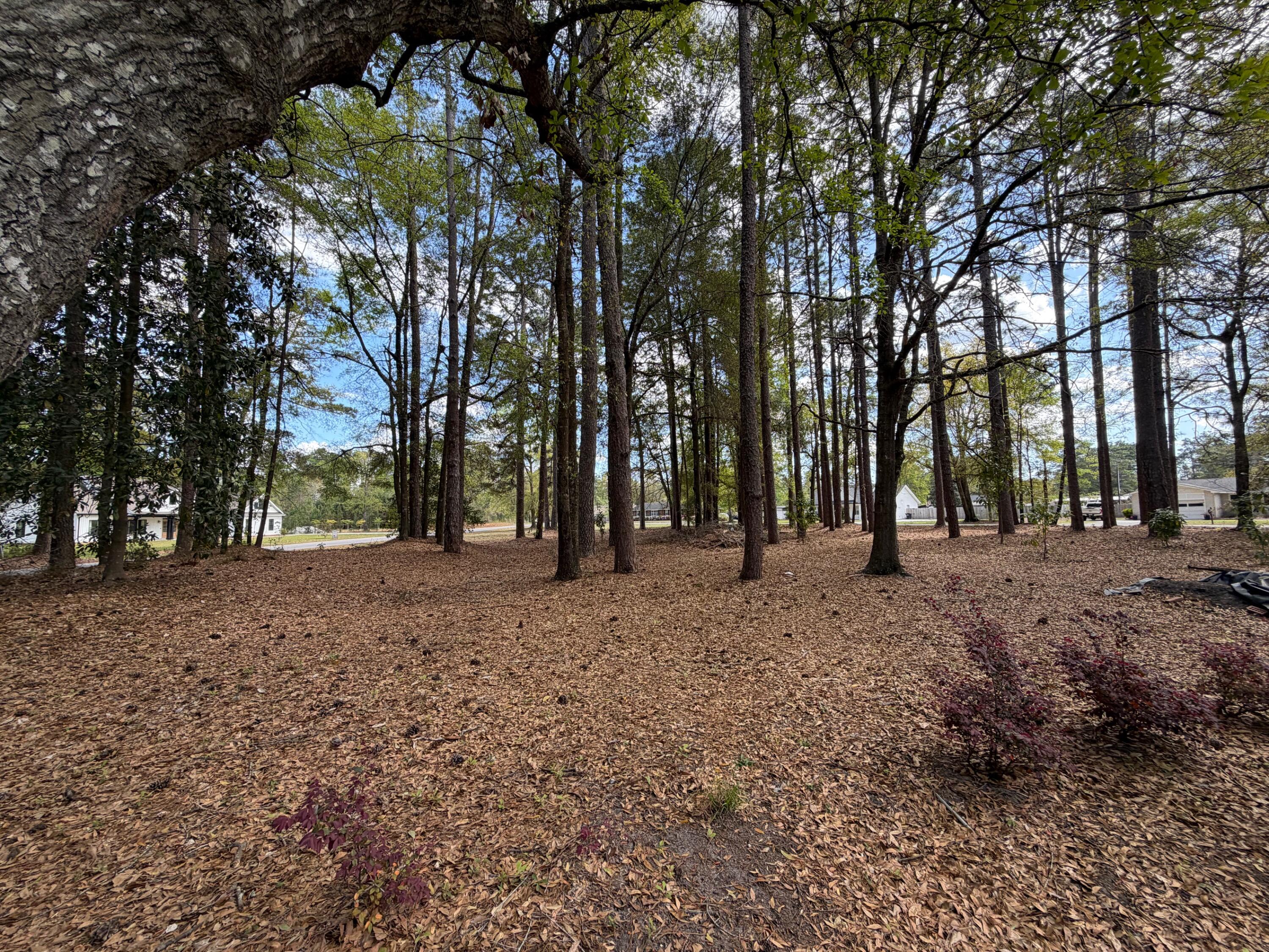 0 Otis Road Walterboro, SC 29488 - Photo 5 of 8