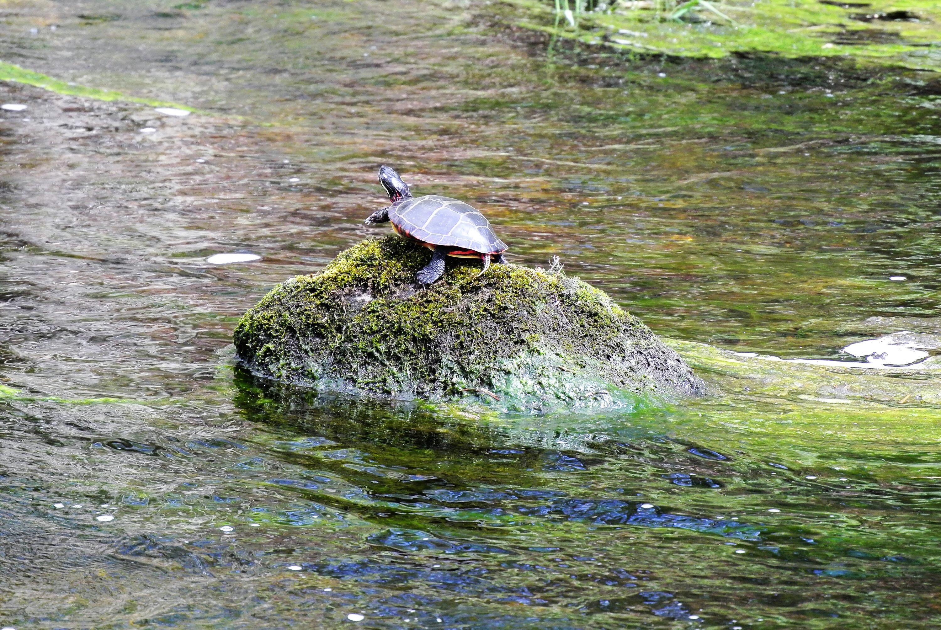 1612 Federal Road Livermore, ME 04253 - Photo 62 of 76 61. Wildlife