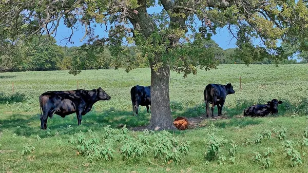 a view of a garden and a yard