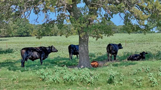 a view of a garden and a yard