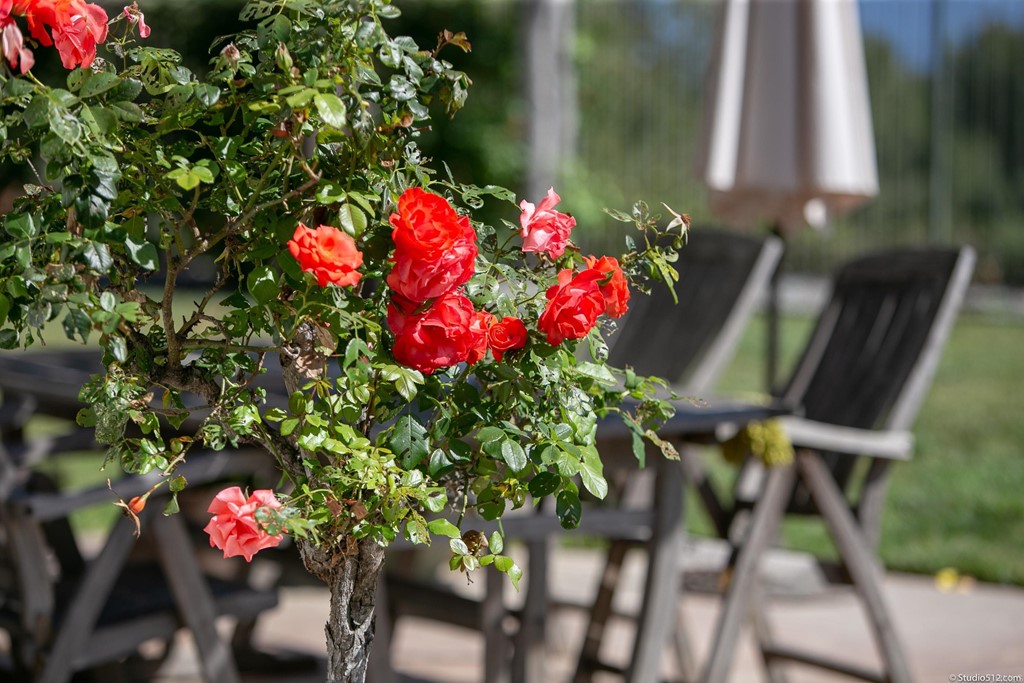 811 Inverlochy Drive Fallbrook, CA 92028 - Photo 19 of 27 a flower plants in front of flowers