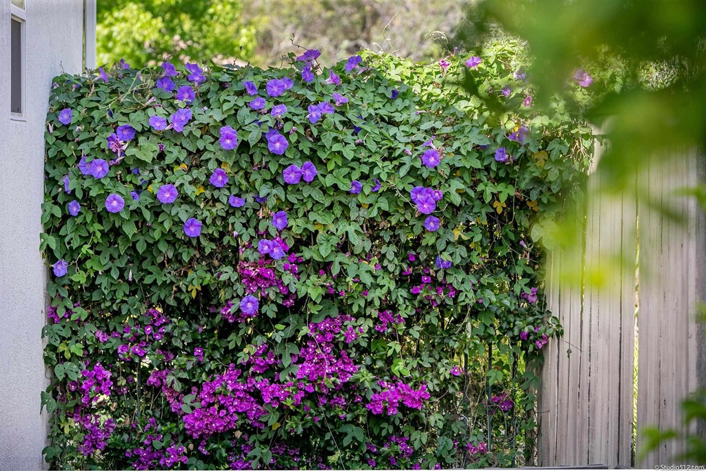 811 Inverlochy Drive Fallbrook, CA 92028 - Photo 24 of 27 a flower view