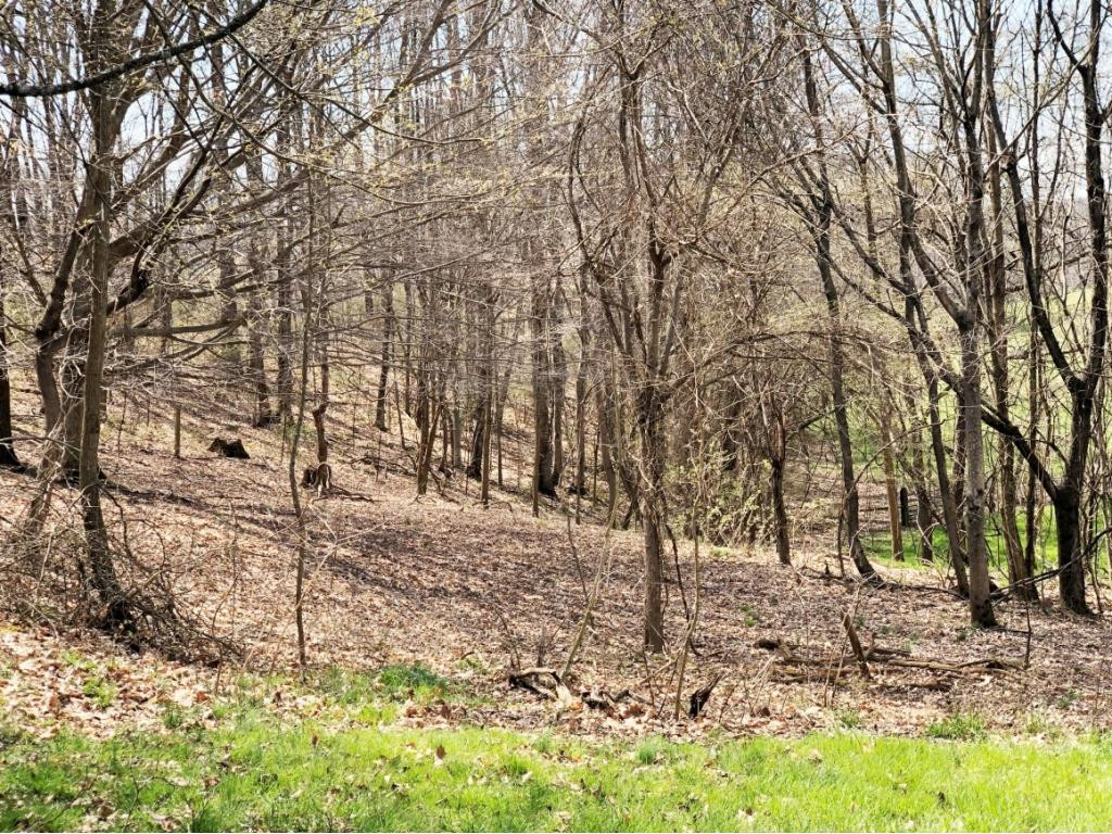 493 Upper Sand Valley Road Jonesborough, TN 37659 - Photo 22 of 36 Wooded Area of Land
