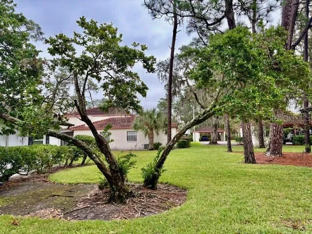 a view of a tree in front of a big yard with large trees