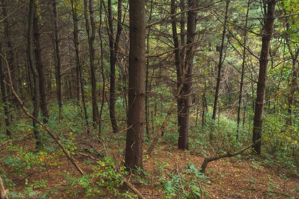 Tbd Julia Simpkins Road Hiwassee, VA 24347 - Photo 2 of 21 Gallery Image 2