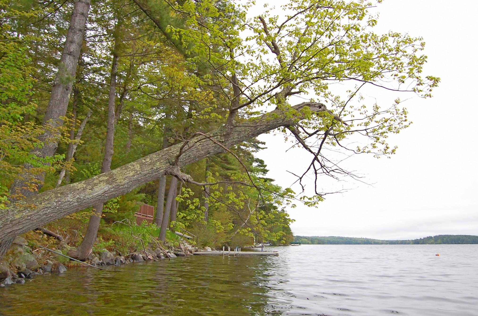 232 Augusta Road Rome, ME 04963 - Photo 66 of 67 tree at waterfront
