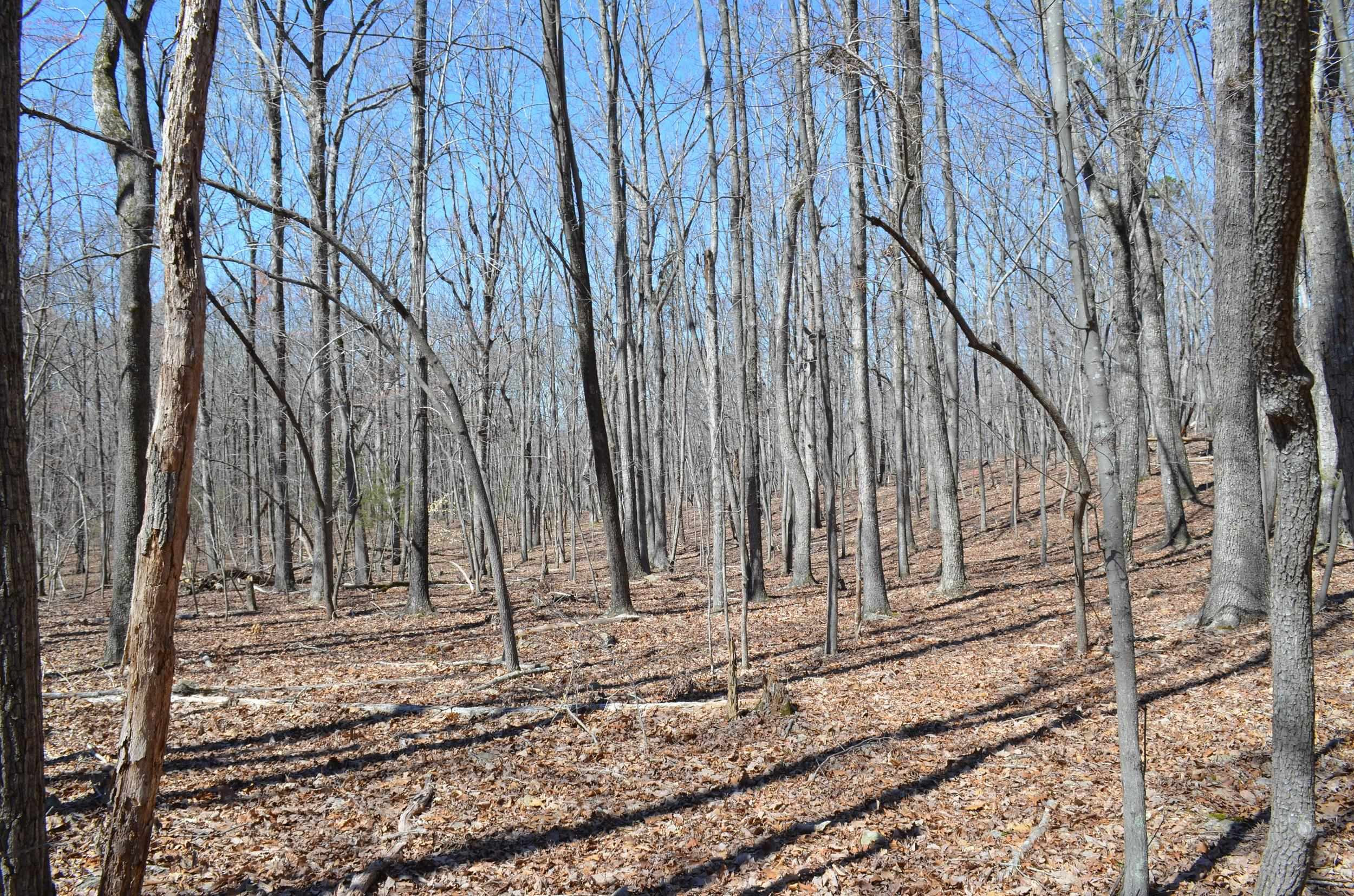 2 Fire Tower Drive Rougemont, NC 27572 - Photo 2 of 7 Photo 2
