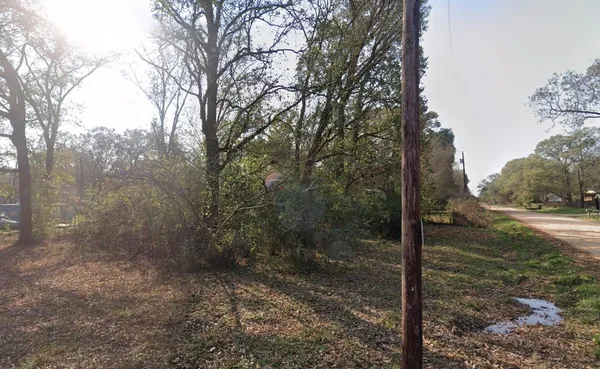 a view of a forest