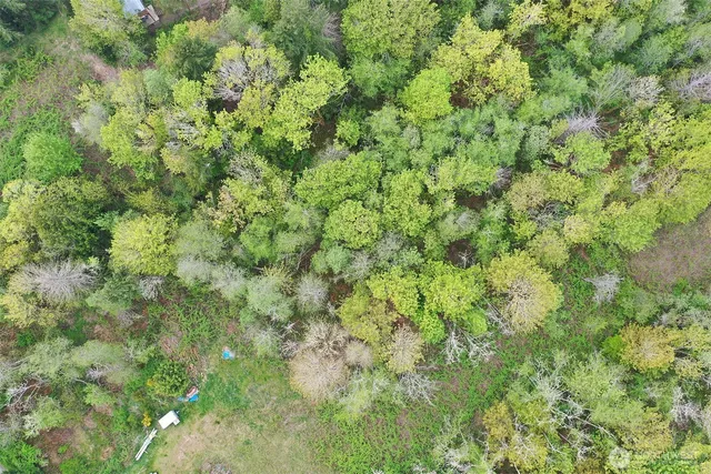 a view of a lush green forest with a tree