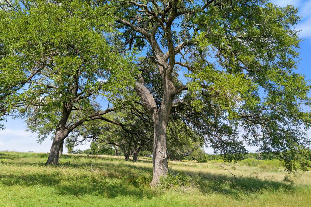444 Klein Road Stonewall, TX 78671 - Photo 38 of 55 Gallery Image 38