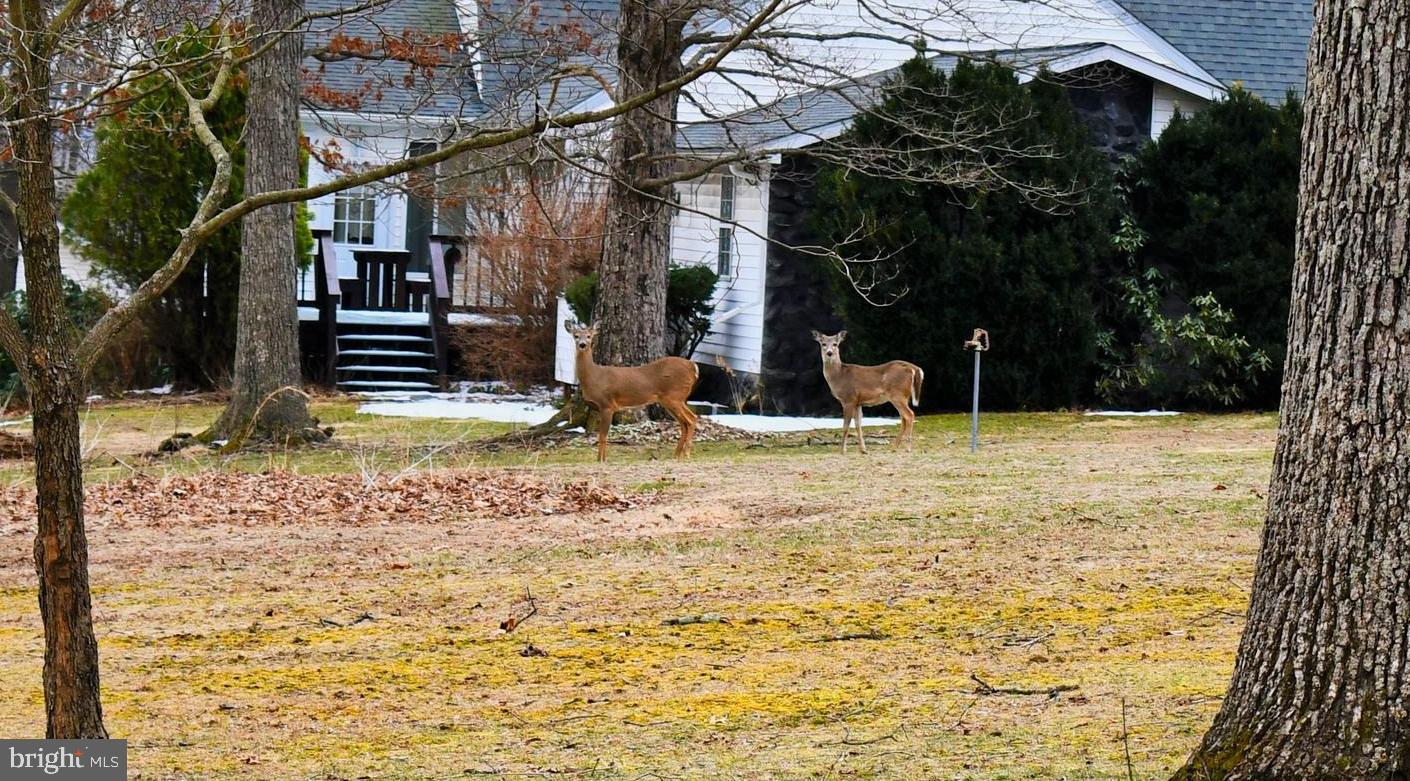271 Monastery Ridge Road Stephenson, VA 22656 - Photo 67 of 89 Deer