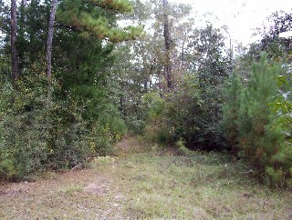 33-36 Hinote Road DeFuniak Springs, FL 32433 - Photo 1 of 1 a view of a forest with trees in the background
