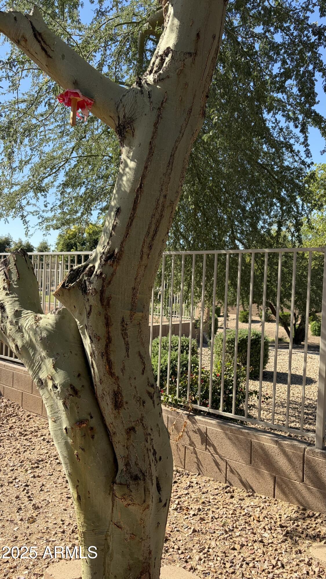 6419 West Watkins Street Phoenix, AZ 85043 - Photo 51 of 59 IMG_1050