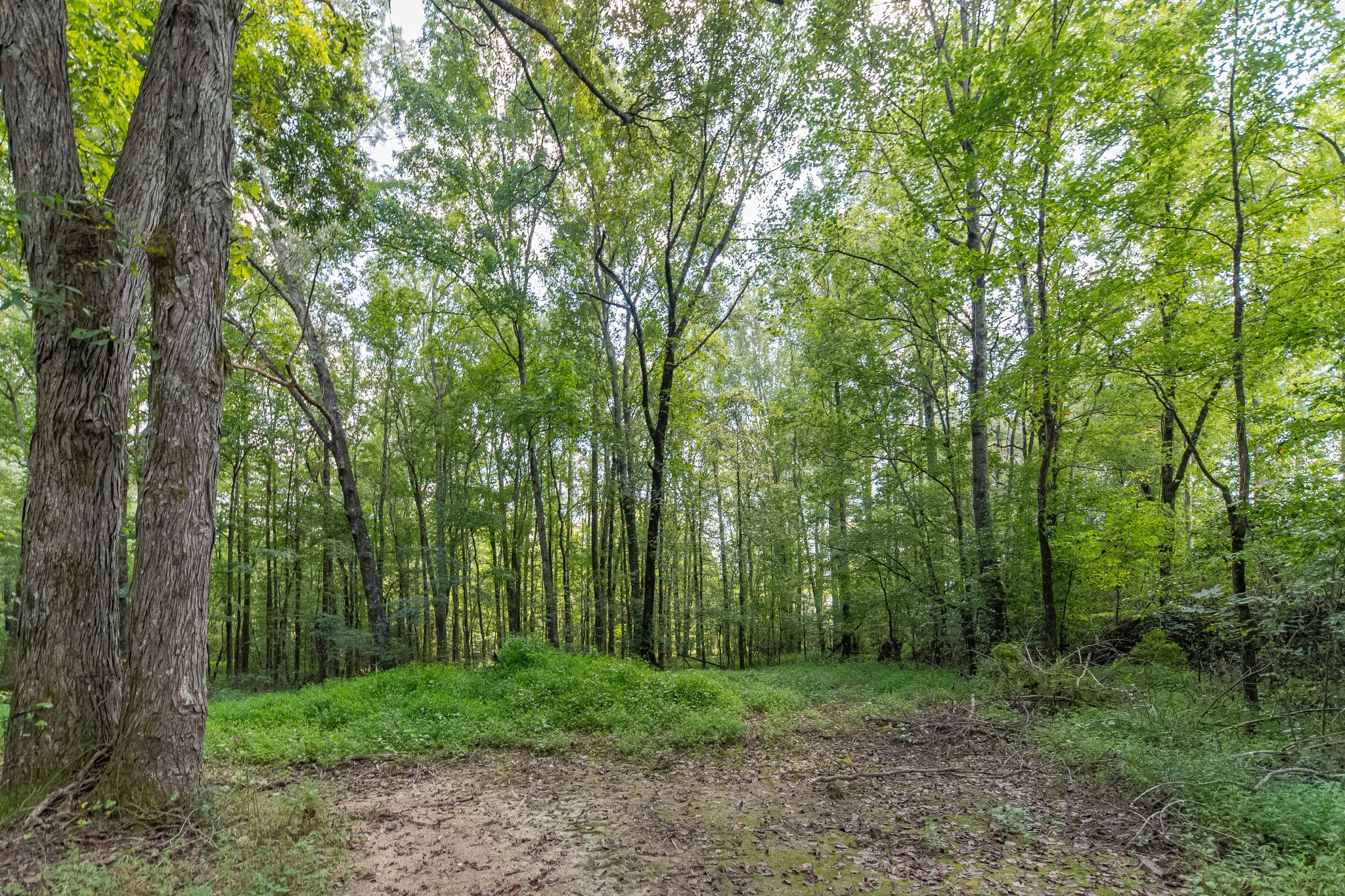 812 Good Hope Road Leoma, TN 38468 - Photo 59 of 78