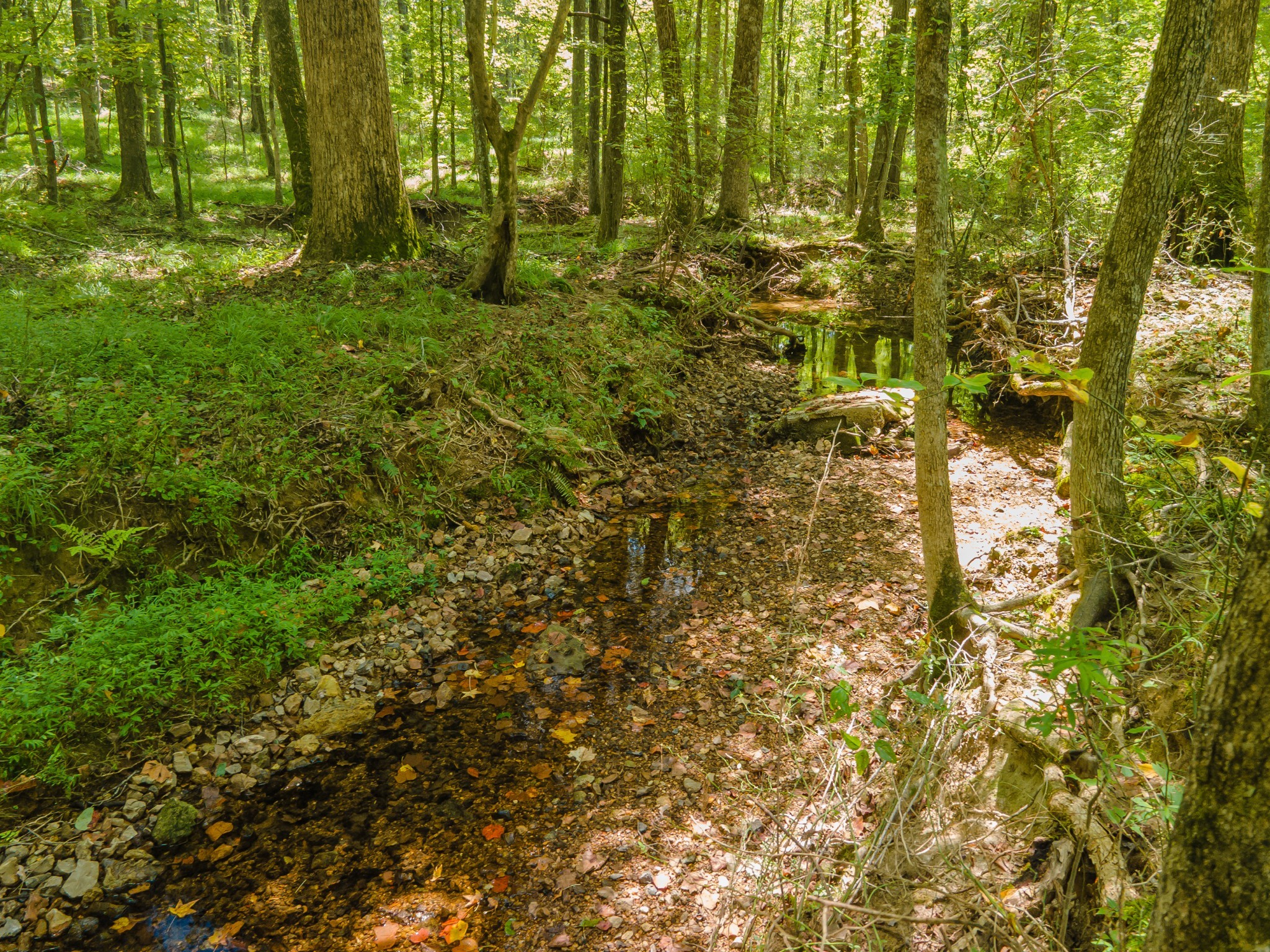 812 Good Hope Road Leoma, TN 38468 - Photo 64 of 78