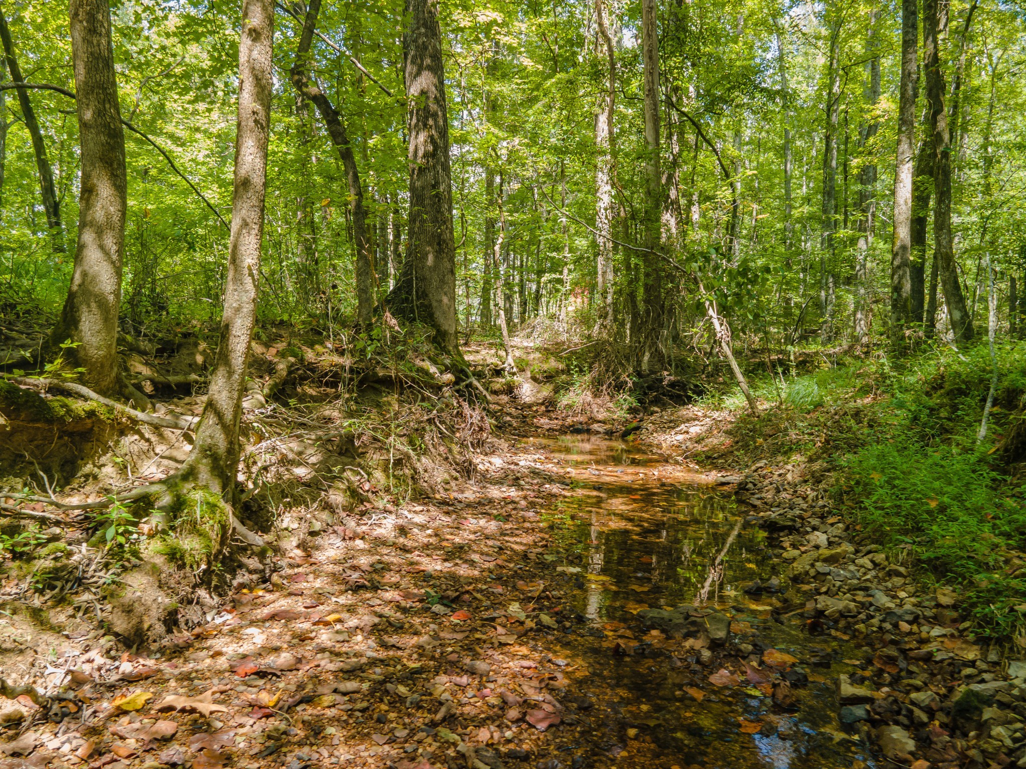 812 Good Hope Road Leoma, TN 38468 - Photo 65 of 78