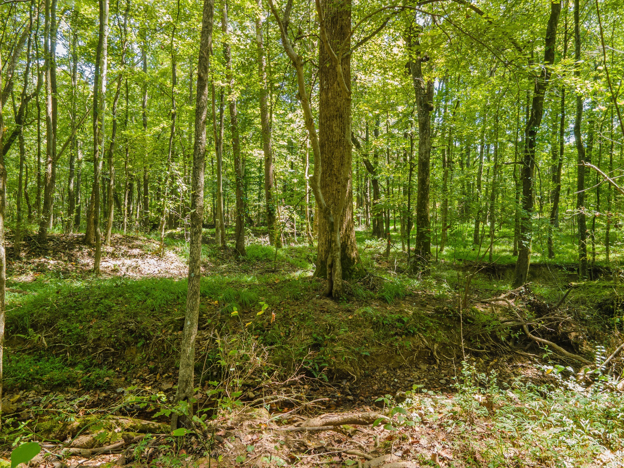 812 Good Hope Road Leoma, TN 38468 - Photo 66 of 78