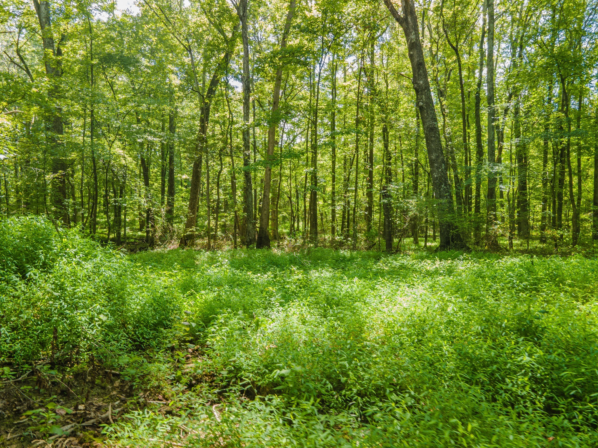 812 Good Hope Road Leoma, TN 38468 - Photo 67 of 78