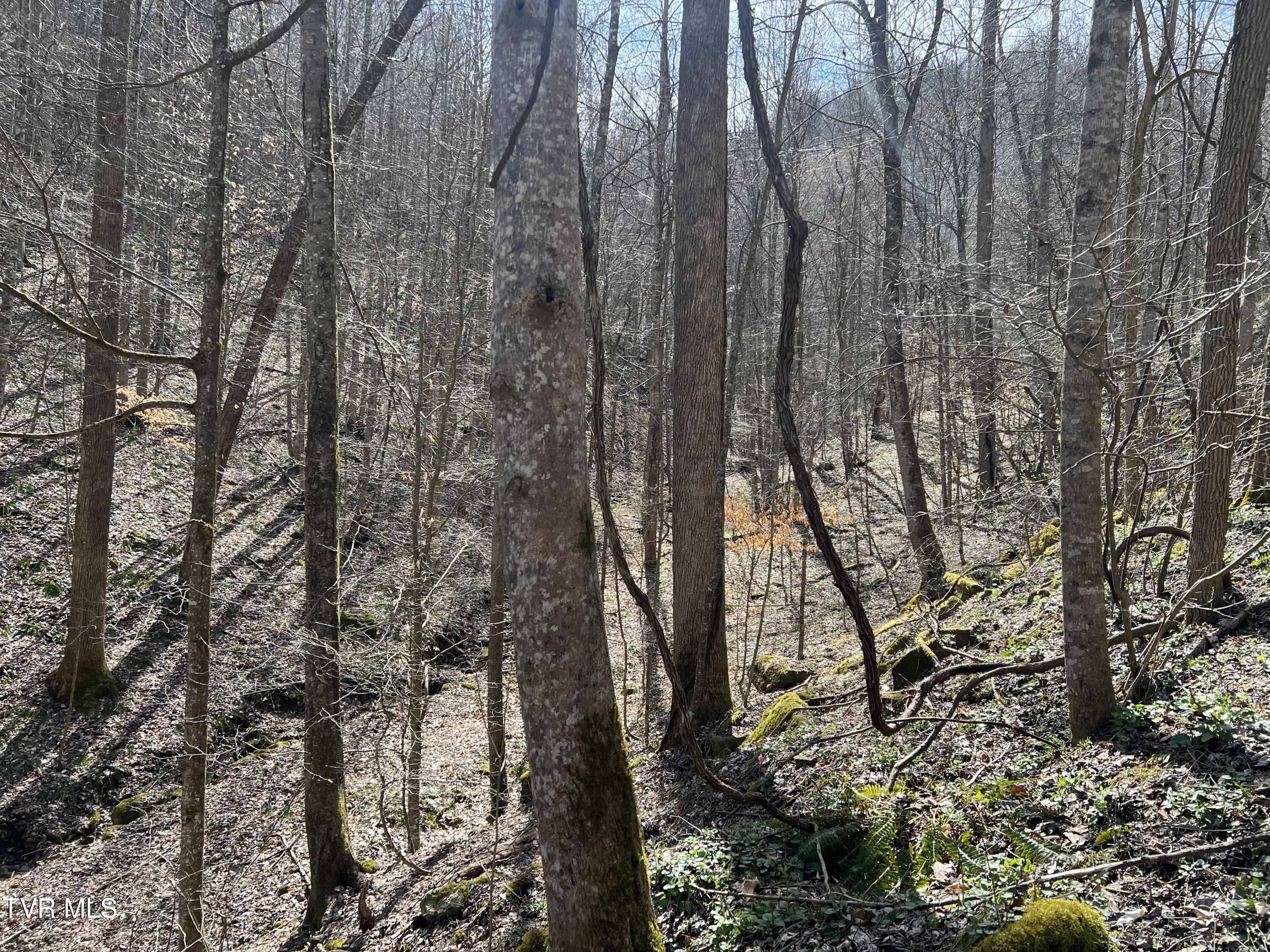 Tbd Bull Run Road Coeburn, VA 24230 - Photo 25 of 57 IMG_7048