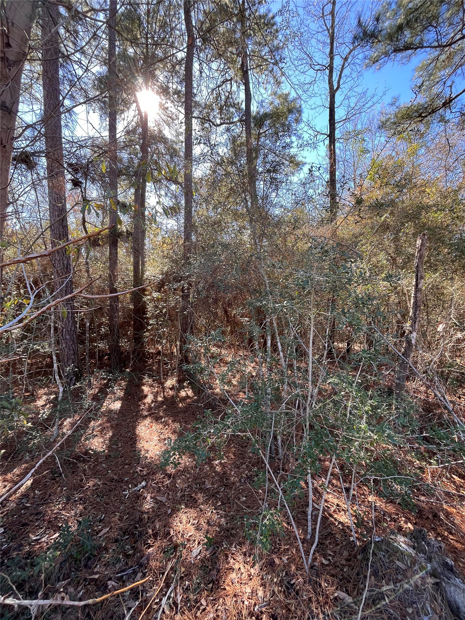 86 Coyote Run Willis, TX 77378 - Photo 18 of 23 a picture of tree