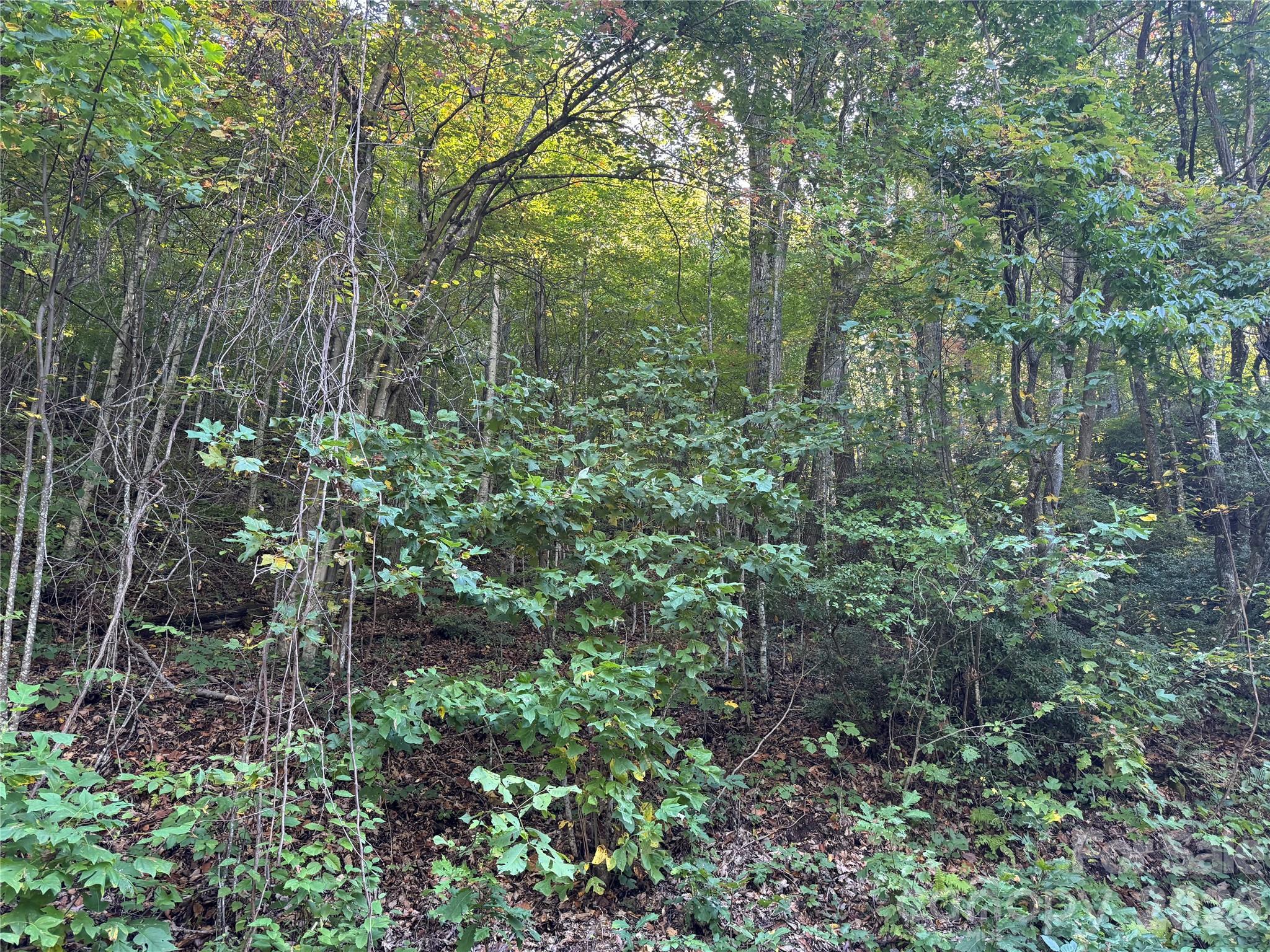 Tbd Red Oak Forest Road Fairview, NC 28730 - Photo 2 of 9 a view of outdoor space and green space