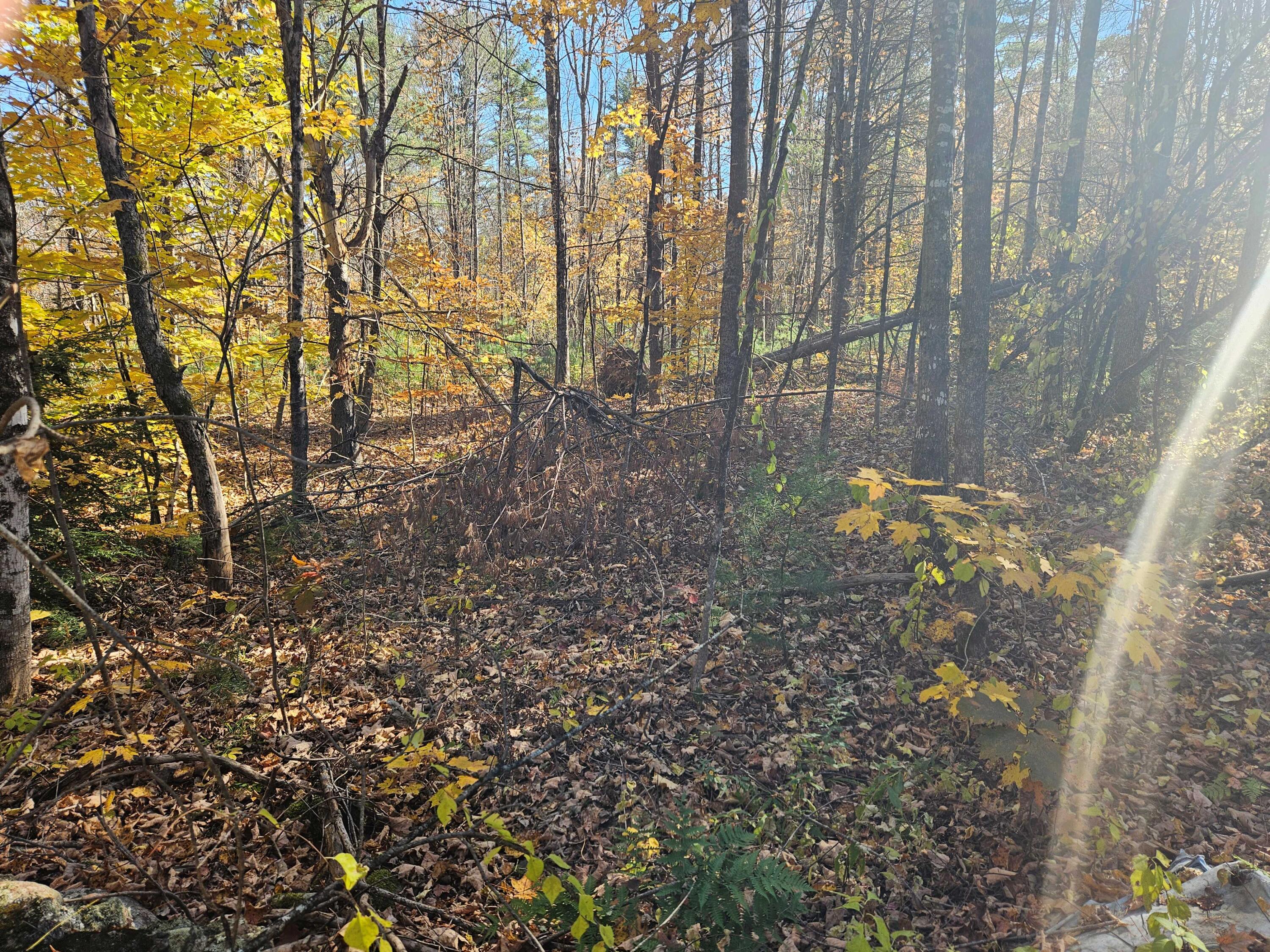 Lot #013 Staples Road West Newfield, ME 04095 - Photo 6 of 10 20241021_135730 (1)