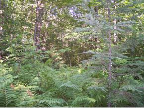 Lot 49 Ripton/goshen Road Ripton, VT 05766 - Photo 2 of 2