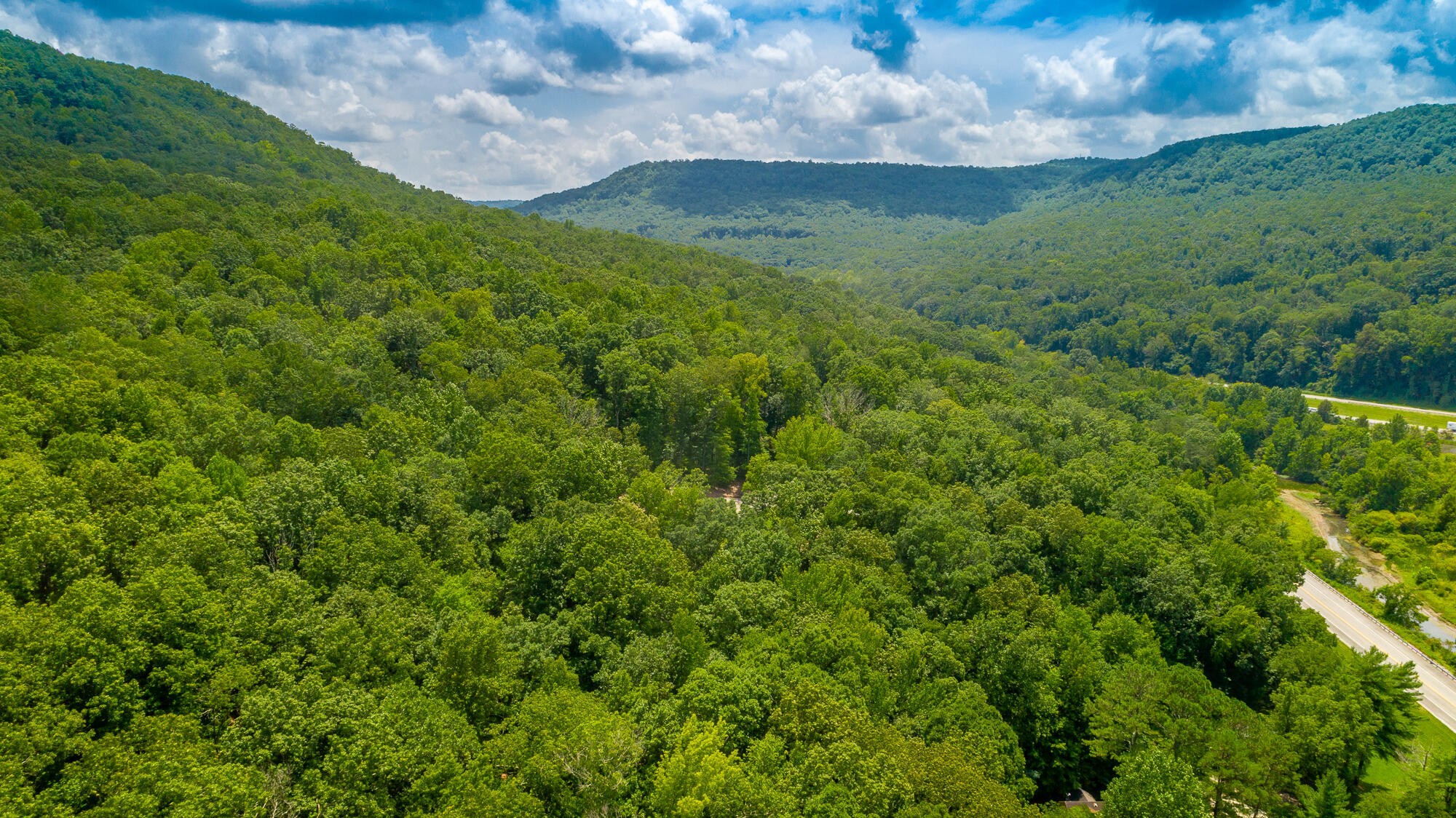 0 Highway 134 Guild, TN 37340 - Photo 24 of 68 a view of a lush green forest with lots of trees