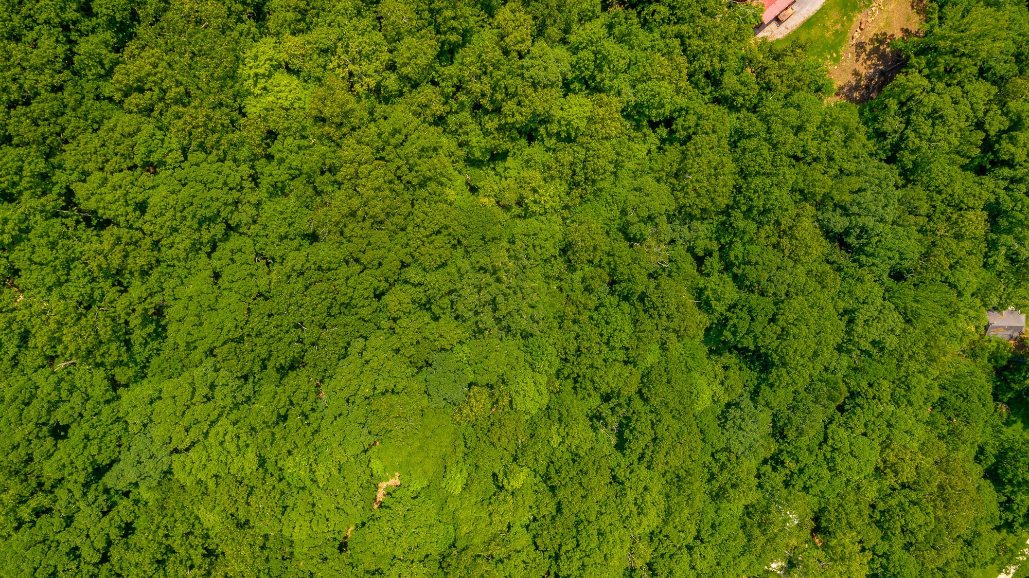 0 Highway 134 Guild, TN 37340 - Photo 39 of 68