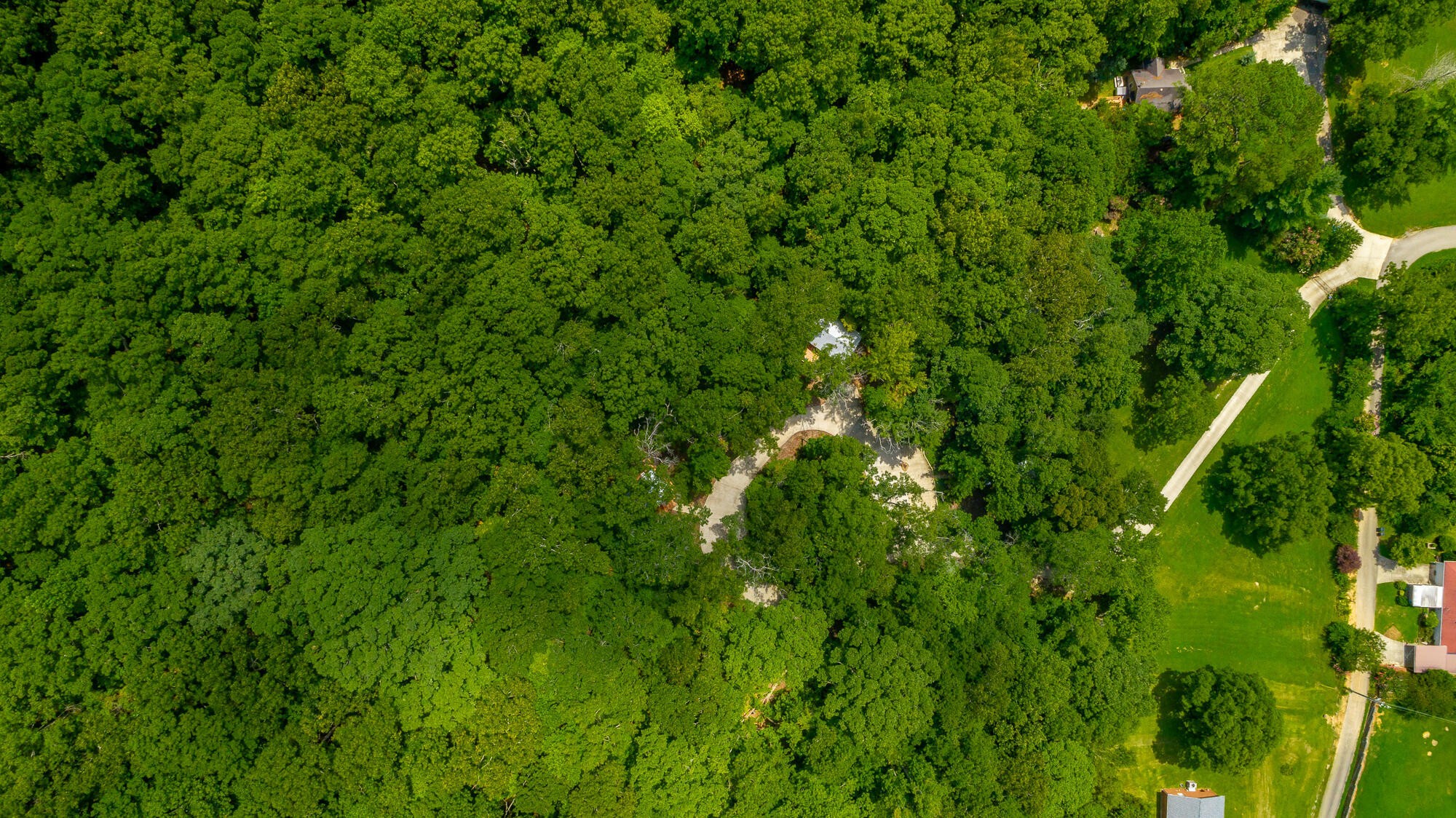 0 Highway 134 Guild, TN 37340 - Photo 47 of 68 a view of a lush green forest with large trees